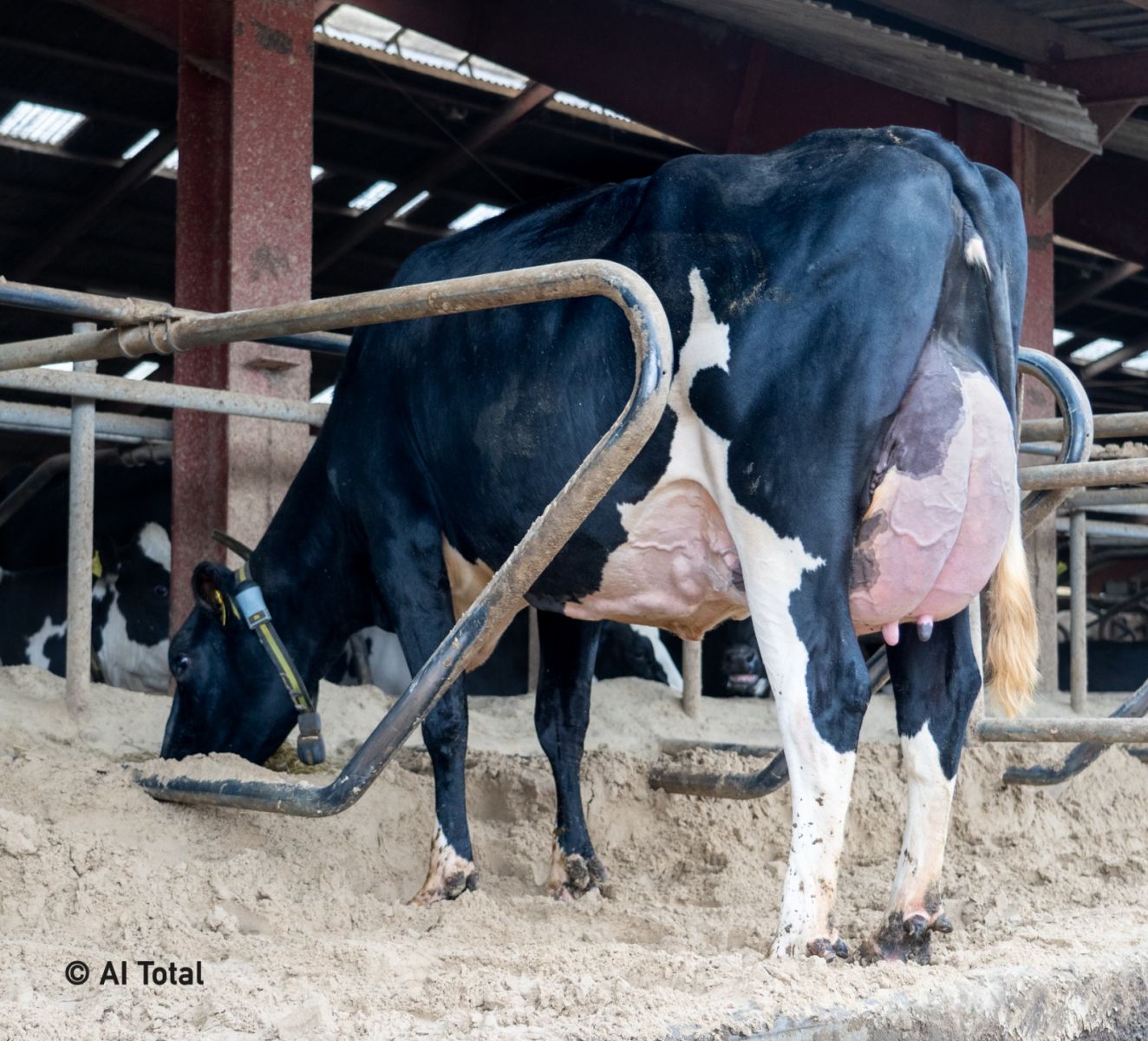Stunning cows at Anderstrup Holsteins are pictured!